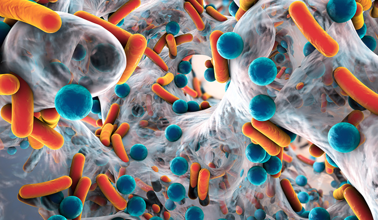 Biofilm in aller Munde